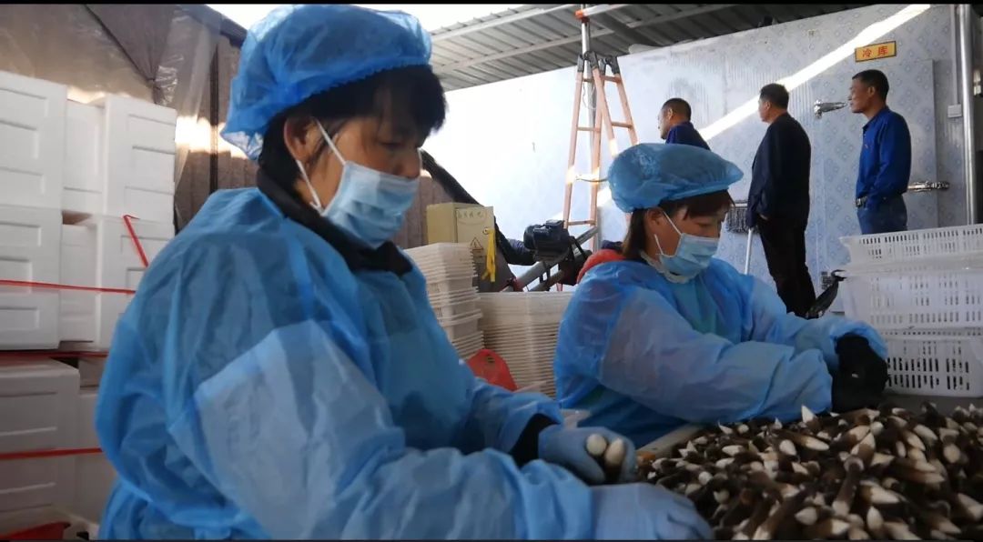 【聚焦】《大众日报》刊发峄城区底阁镇前岳城村探索集体经济发展新路径——黑鸡枞托起贫困村致富新希望