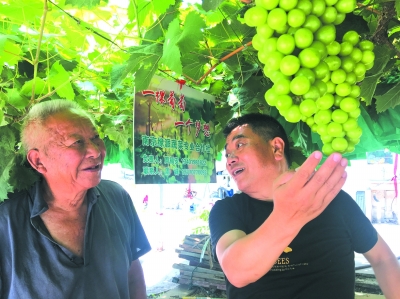 一家种葡萄收入3万,种植十亩葡萄一年有收益