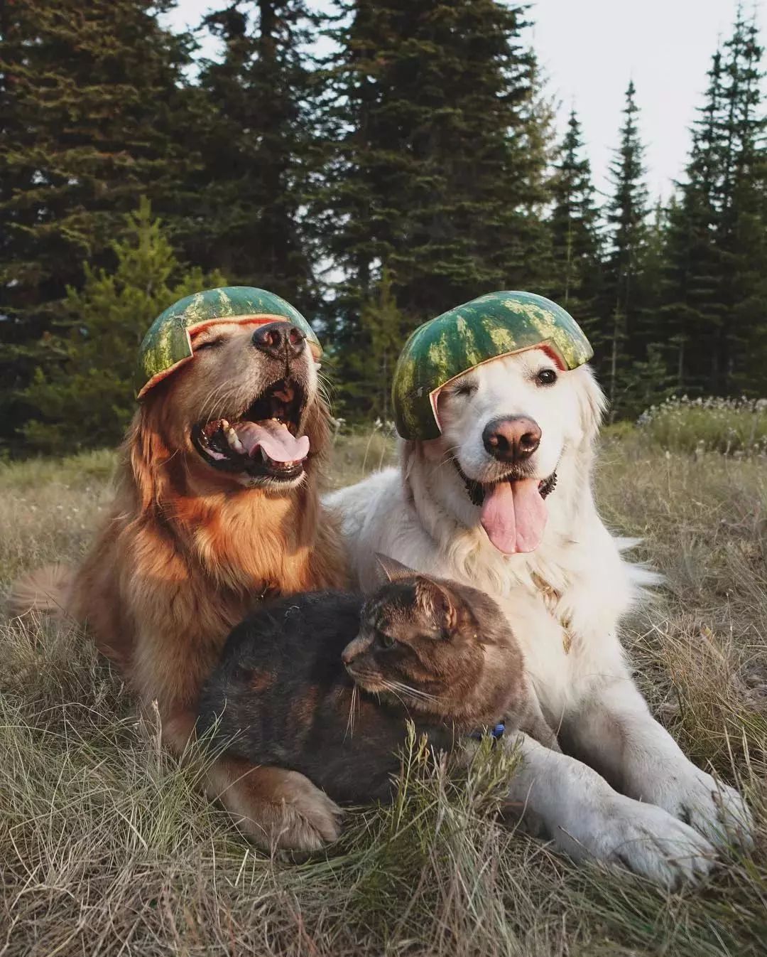 请不要点开音频,让人羡慕的金毛