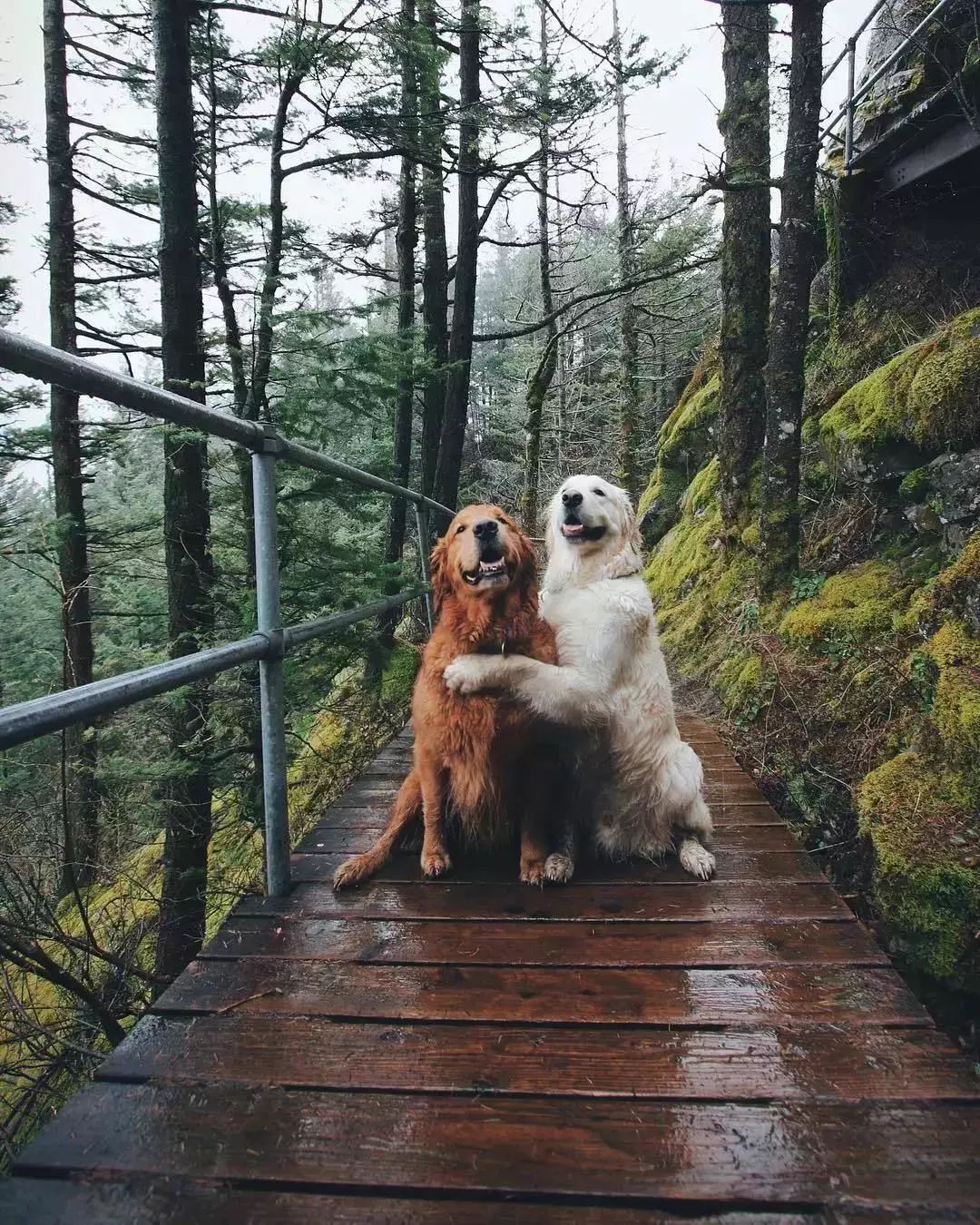 请不要点开音频,让人羡慕的金毛