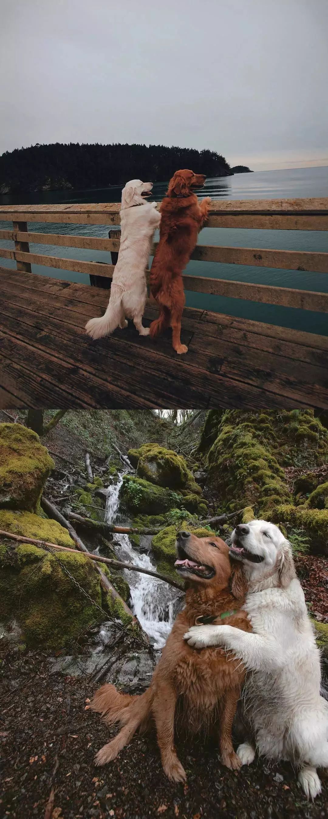 请不要点开音频,让人羡慕的金毛