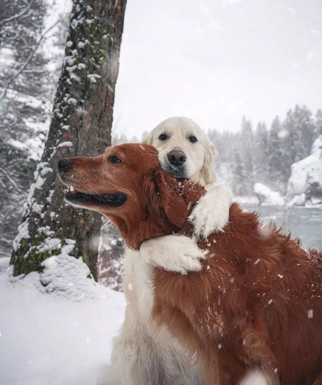 请不要点开音频,让人羡慕的金毛