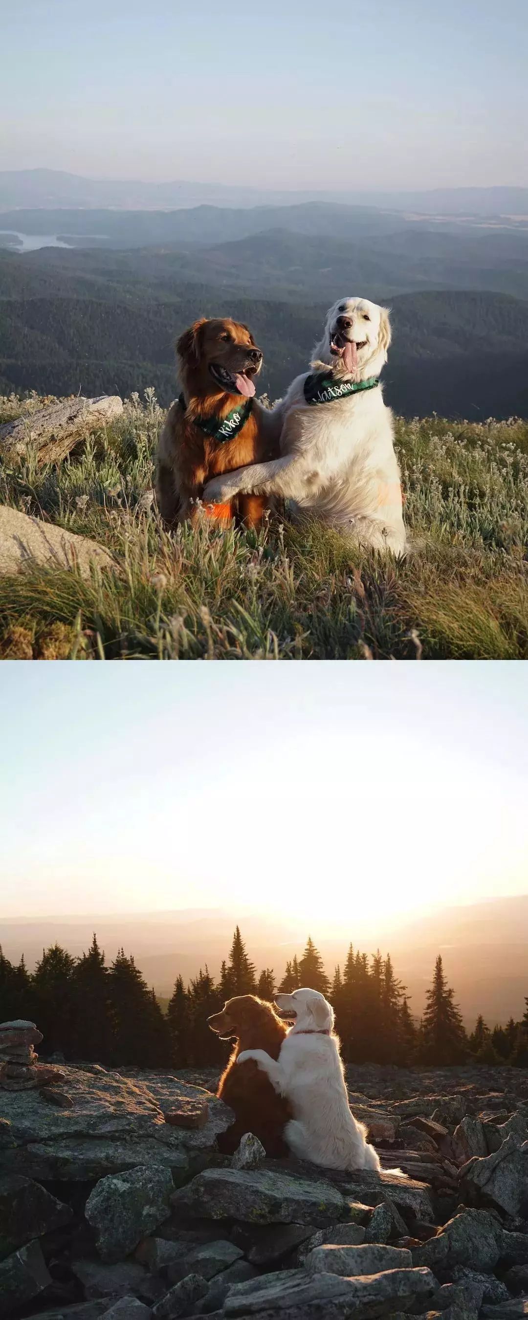 请不要点开音频,让人羡慕的金毛