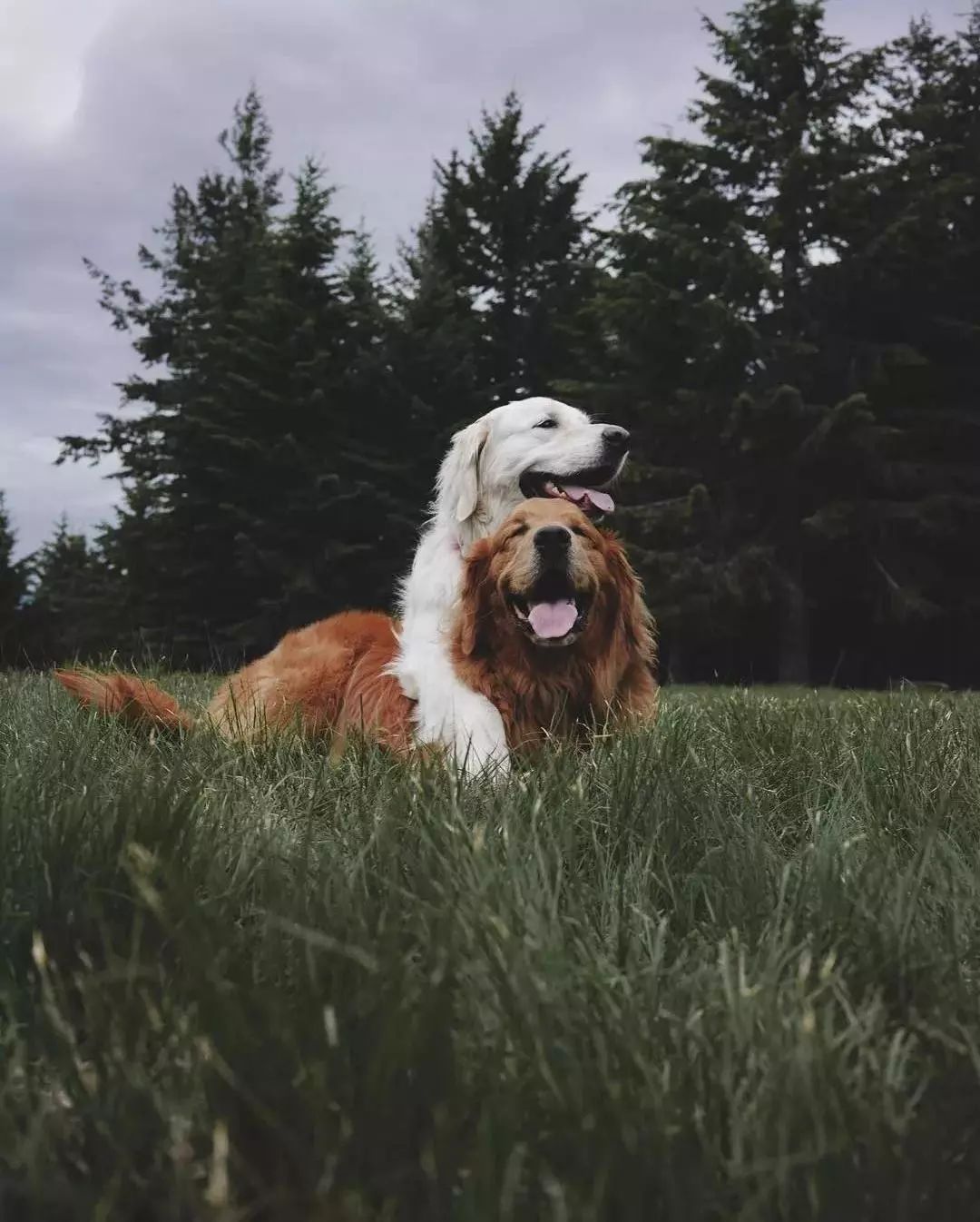 请不要点开音频,让人羡慕的金毛