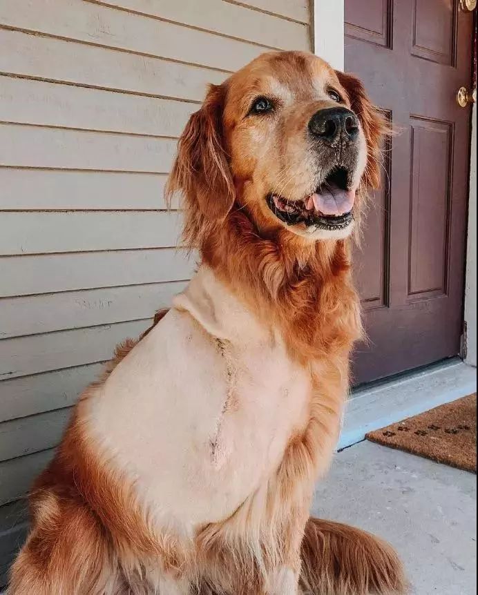 请不要点开音频,让人羡慕的金毛