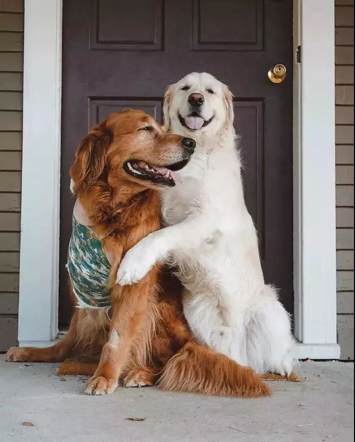 请不要点开音频,让人羡慕的金毛