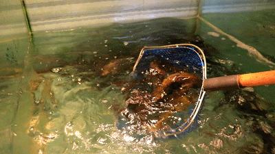 巴适得板火锅重庆店,巴适得板火锅代金券