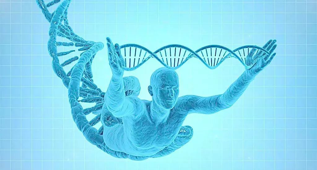 老中医用西洋参养生,西洋参的养生方法