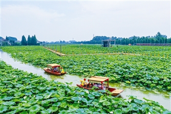 东进荷花节,生祠镇荷花节直播现场