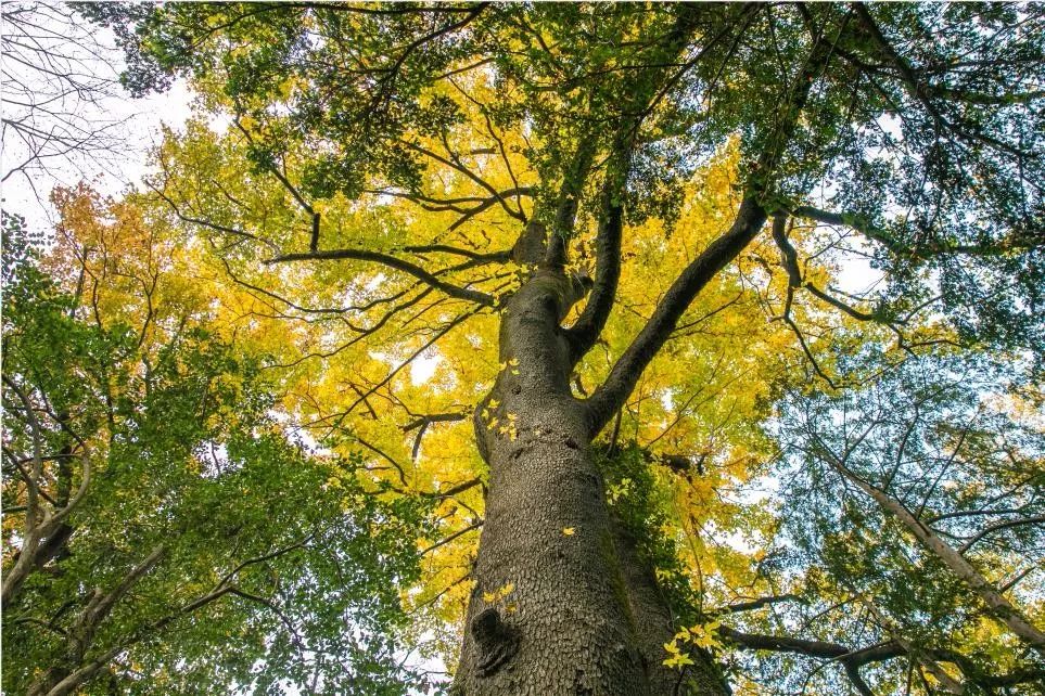 徽州传统村落的可持续发展的优势,徽州村落的发展