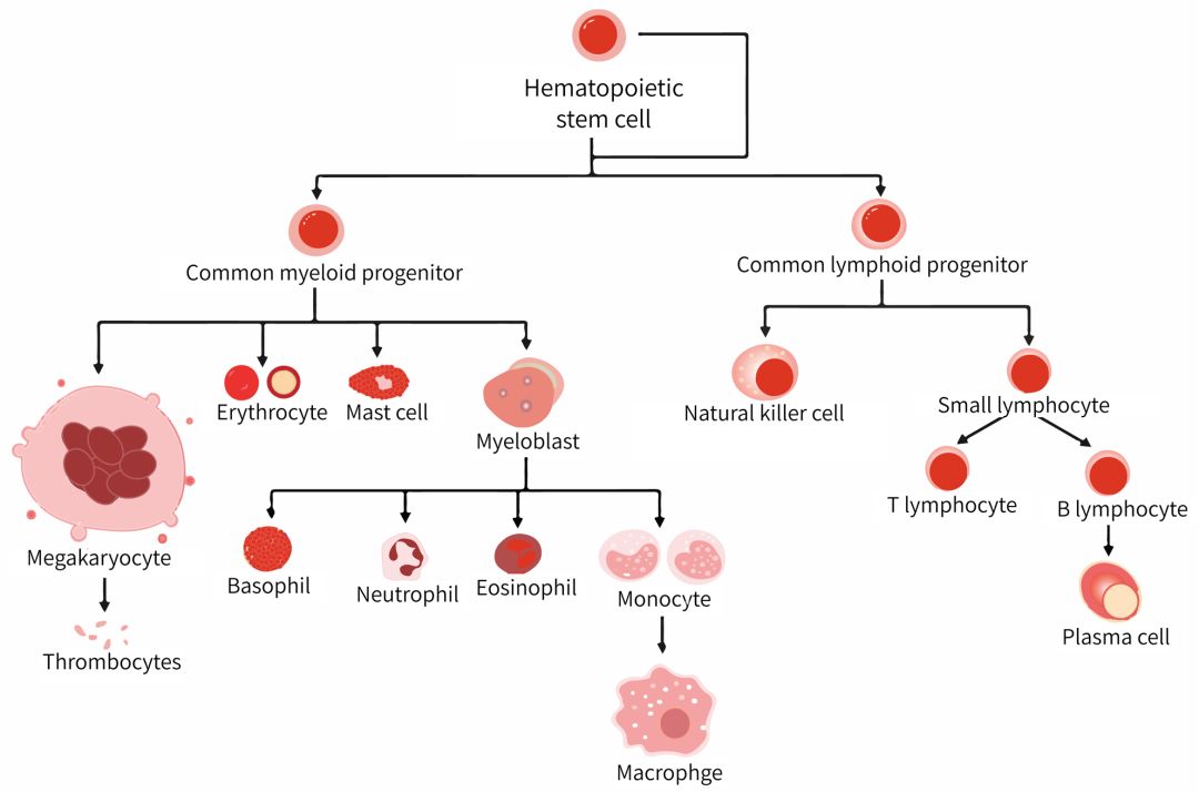 看了科普知识感悟,免疫学基础知识