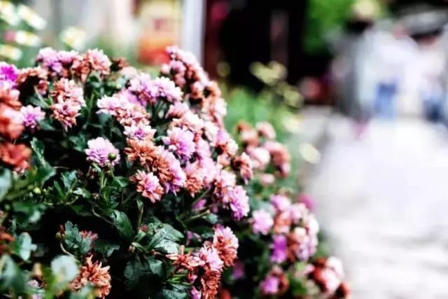 雨天丽江古城旅游攻略,来丽江看雨中的丽江古城