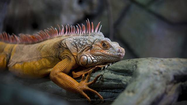 近七天游三亚,海南轻松游