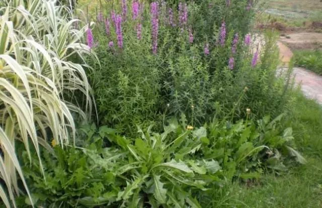 一吹即散的蒲公英图片,一吹就散的蒲公英什么意思