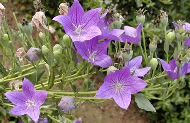 一吹即散的蒲公英图片,一吹就散的蒲公英什么意思