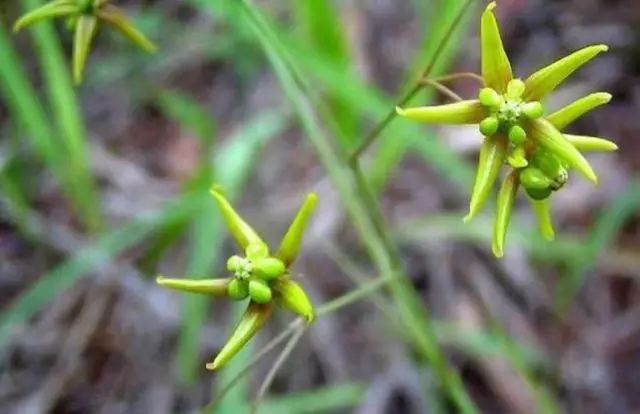 一吹即散的蒲公英图片,一吹就散的蒲公英什么意思