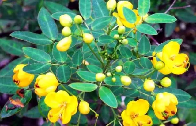 一吹即散的蒲公英图片,一吹就散的蒲公英什么意思