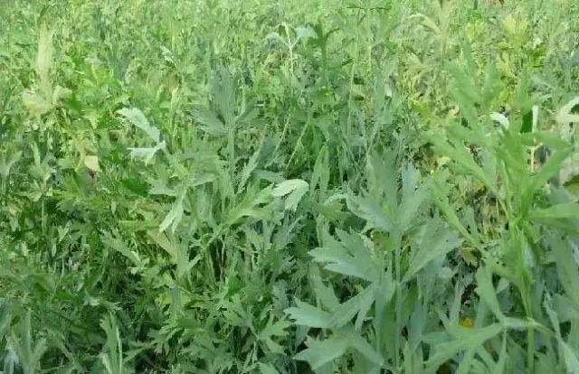 一吹即散的蒲公英图片,一吹就散的蒲公英什么意思