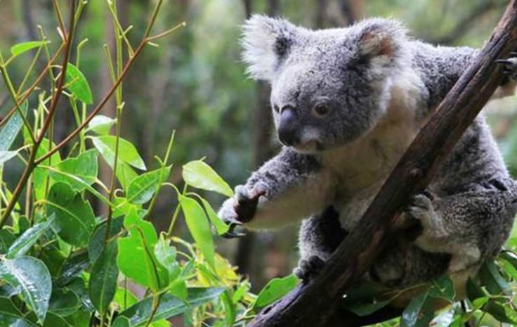 小编推荐丨缓解咳嗽、口臭,试试这个“千金方”!澳洲纯植物提取