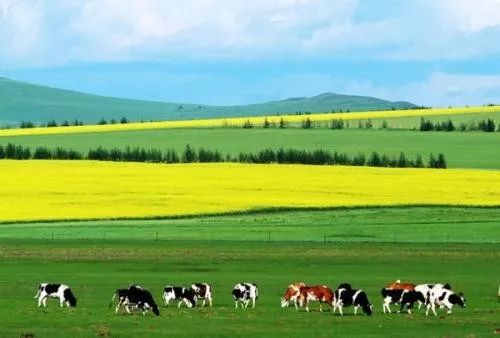 白菜价机票,白菜价特价机票