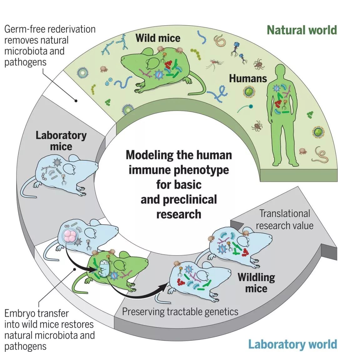 厉害了！这款神小鼠，能提前告诉你临床试验成功还是失败……|Science