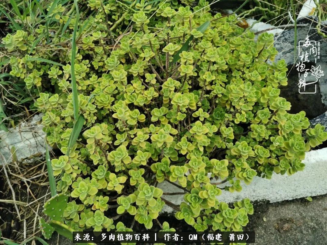 无尽的多肉！陪我走过七年人生之旅