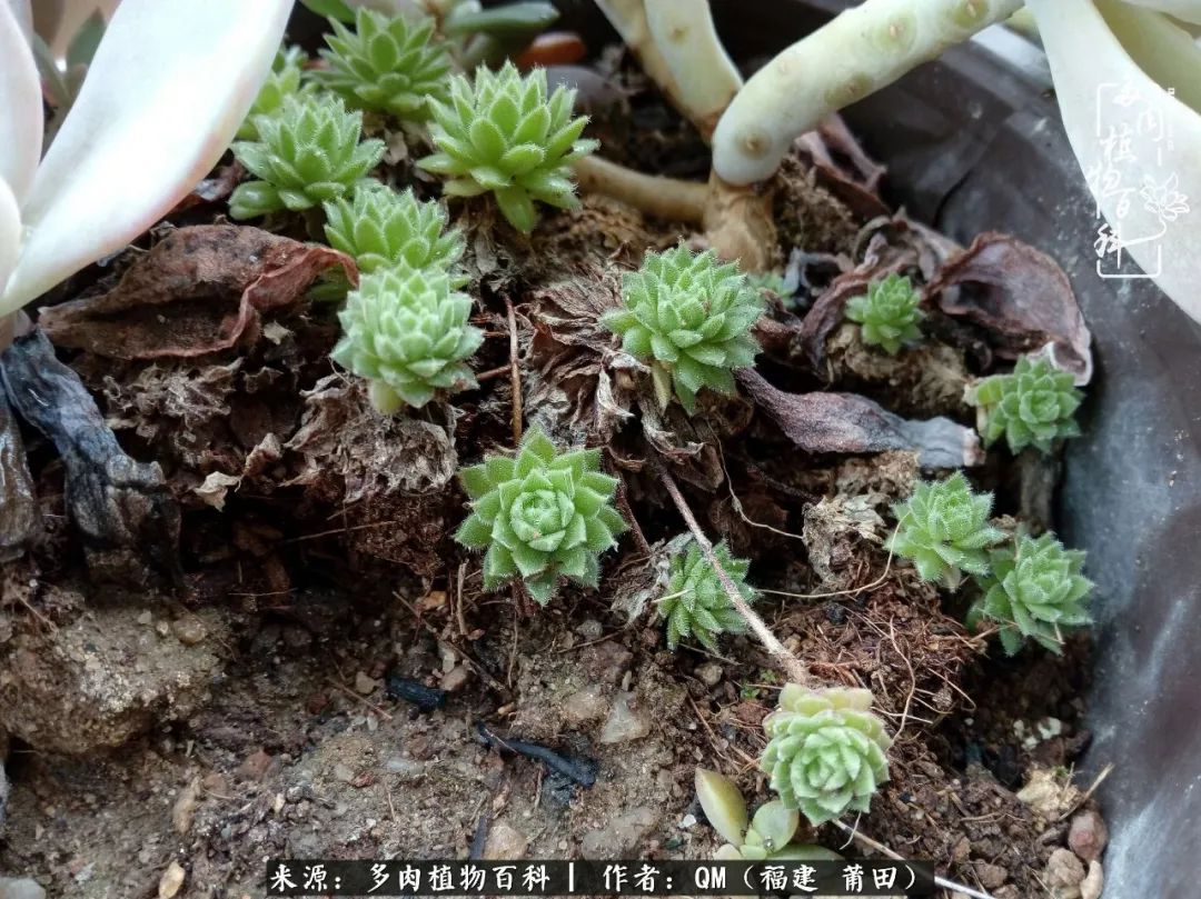 无尽的多肉！陪我走过七年人生之旅