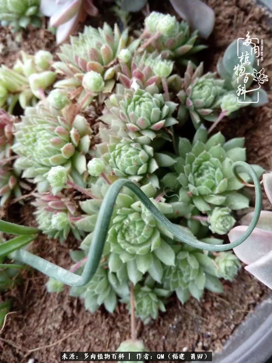 无尽的多肉！陪我走过七年人生之旅