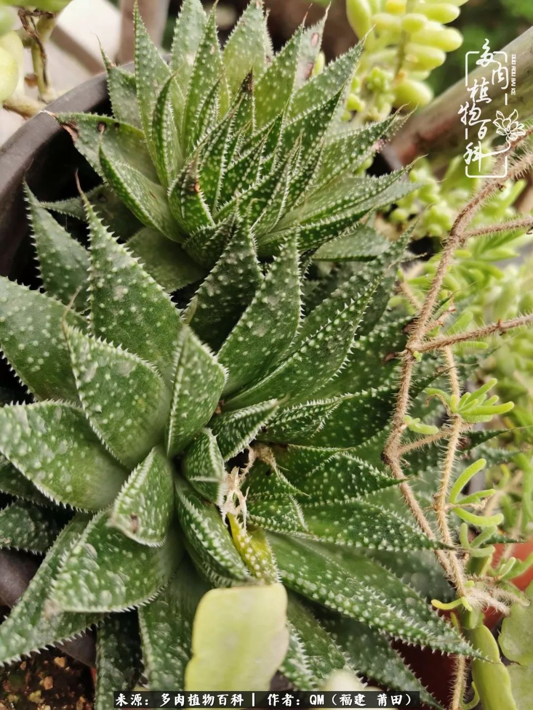 无尽的多肉！陪我走过七年人生之旅