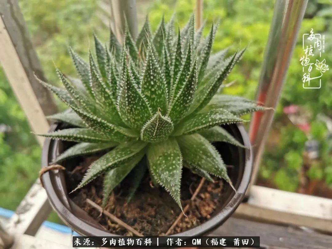 无尽的多肉！陪我走过七年人生之旅