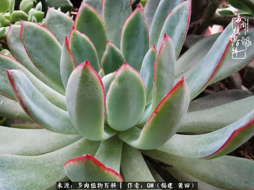 无尽的多肉！陪我走过七年人生之旅