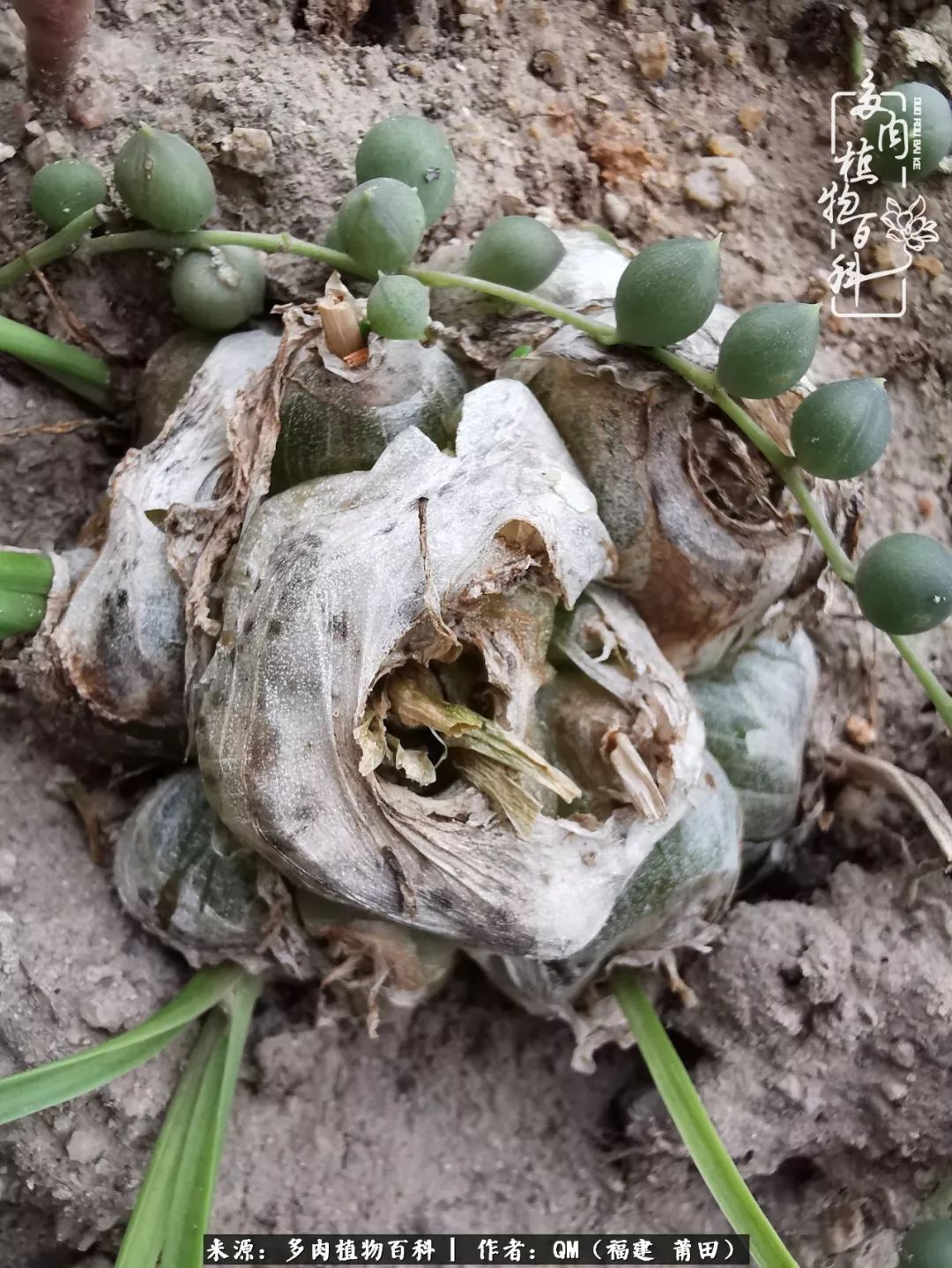 无尽的多肉！陪我走过七年人生之旅