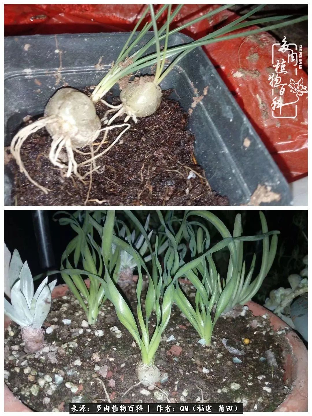 无尽的多肉！陪我走过七年人生之旅