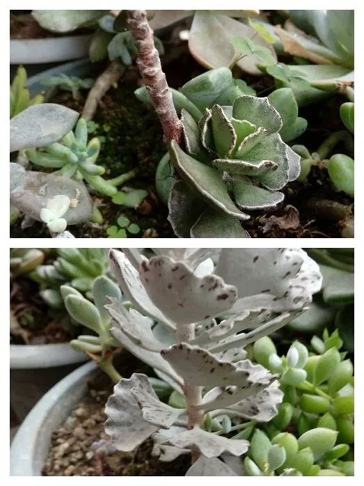 无尽的多肉！陪我走过七年人生之旅