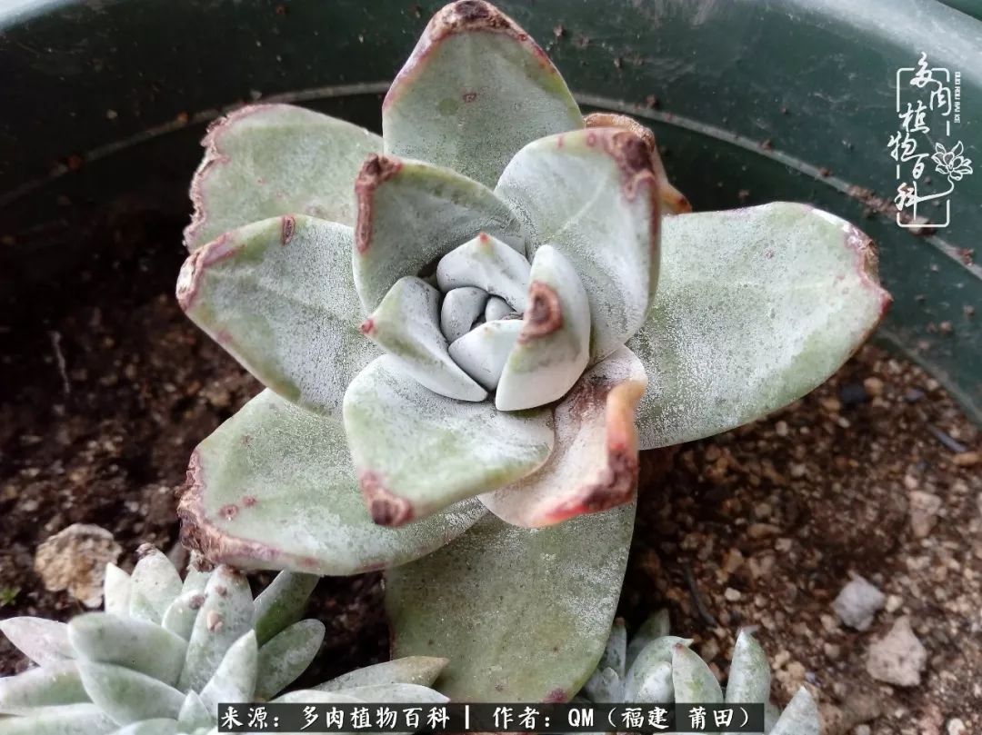 无尽的多肉！陪我走过七年人生之旅