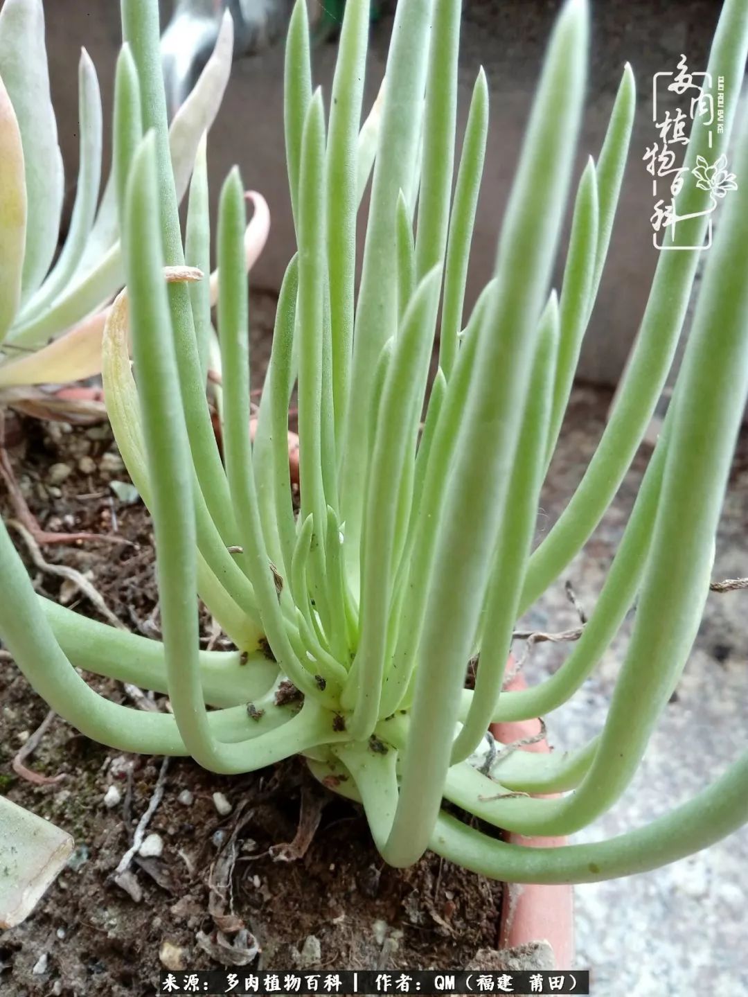 无尽的多肉！陪我走过七年人生之旅