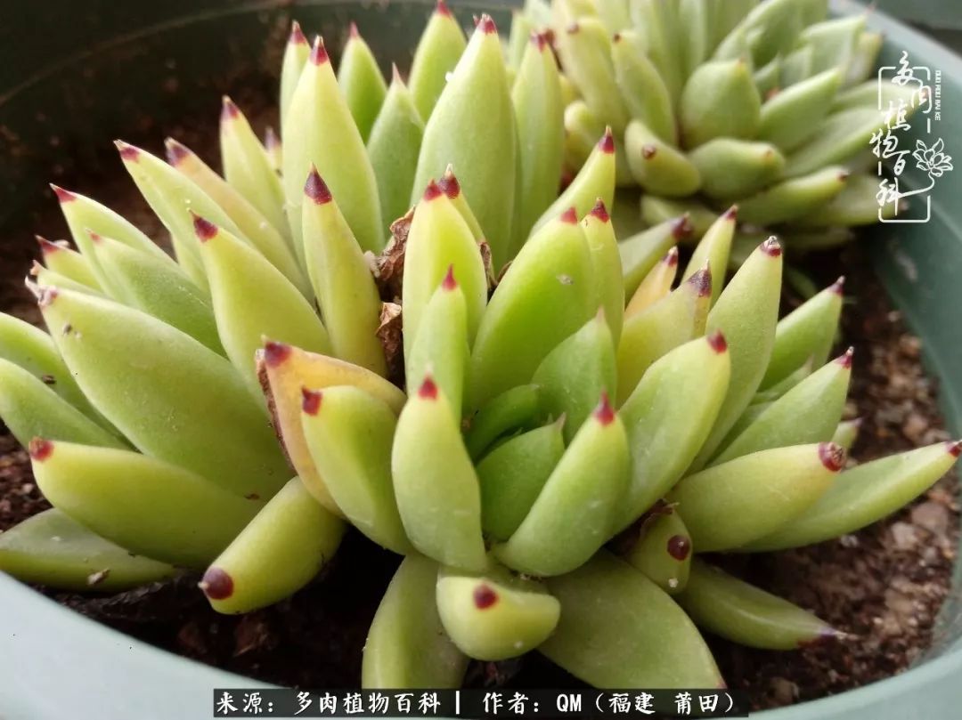 无尽的多肉！陪我走过七年人生之旅