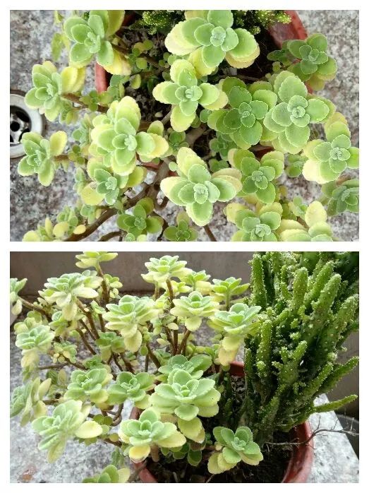 无尽的多肉！陪我走过七年人生之旅