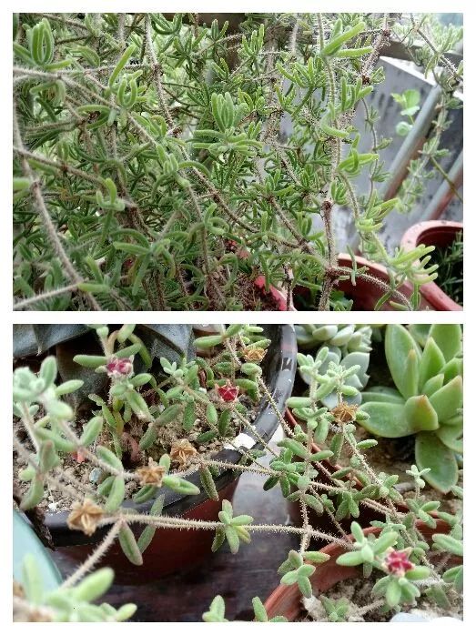 无尽的多肉！陪我走过七年人生之旅