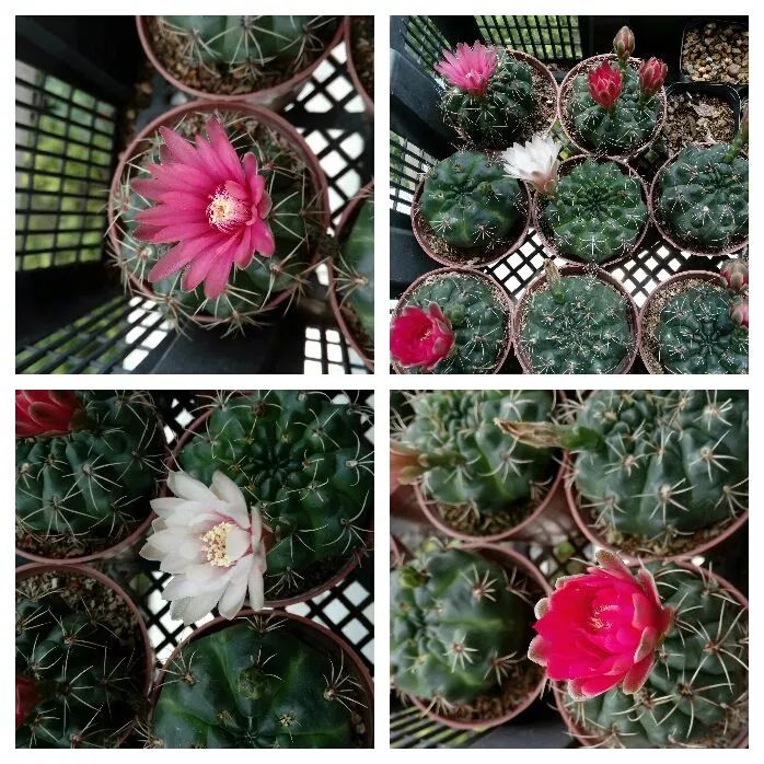 无尽的多肉！陪我走过七年人生之旅