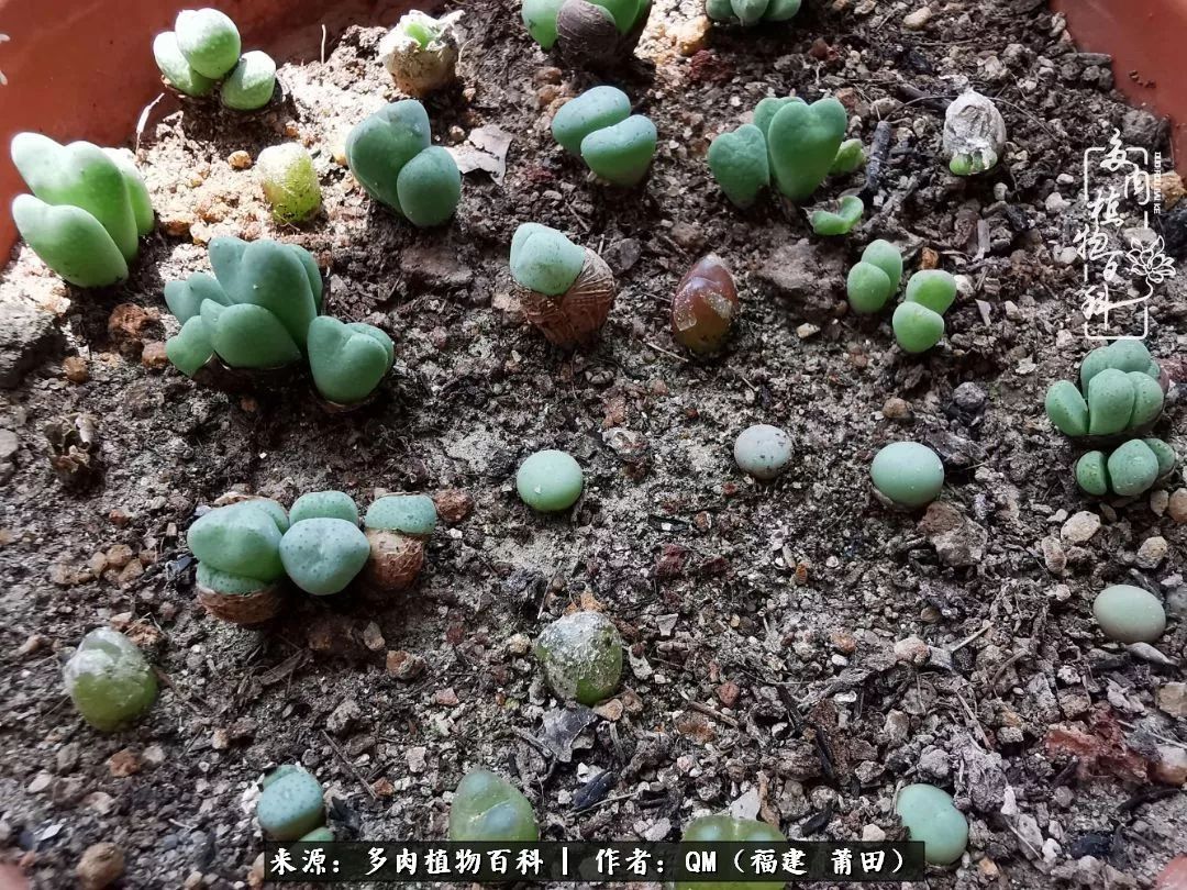 无尽的多肉！陪我走过七年人生之旅