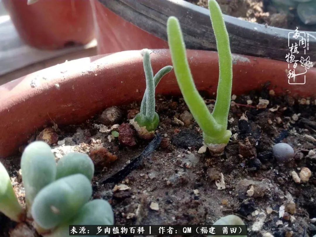 无尽的多肉！陪我走过七年人生之旅