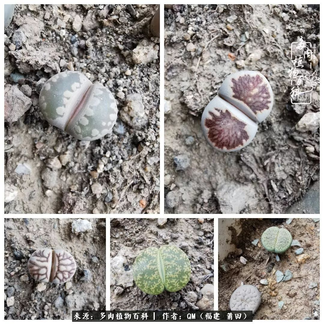 无尽的多肉！陪我走过七年人生之旅