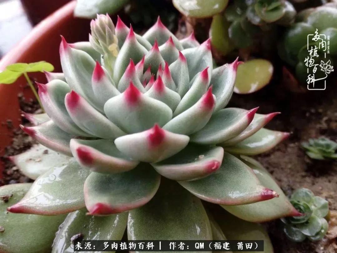 无尽的多肉！陪我走过七年人生之旅