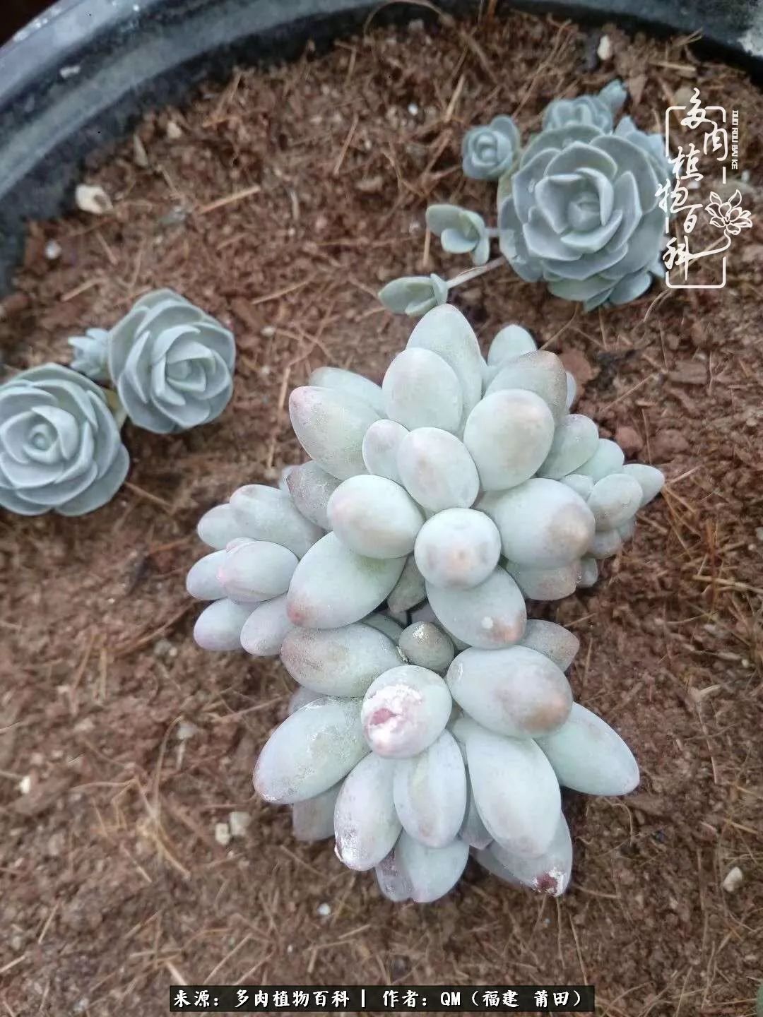 无尽的多肉！陪我走过七年人生之旅