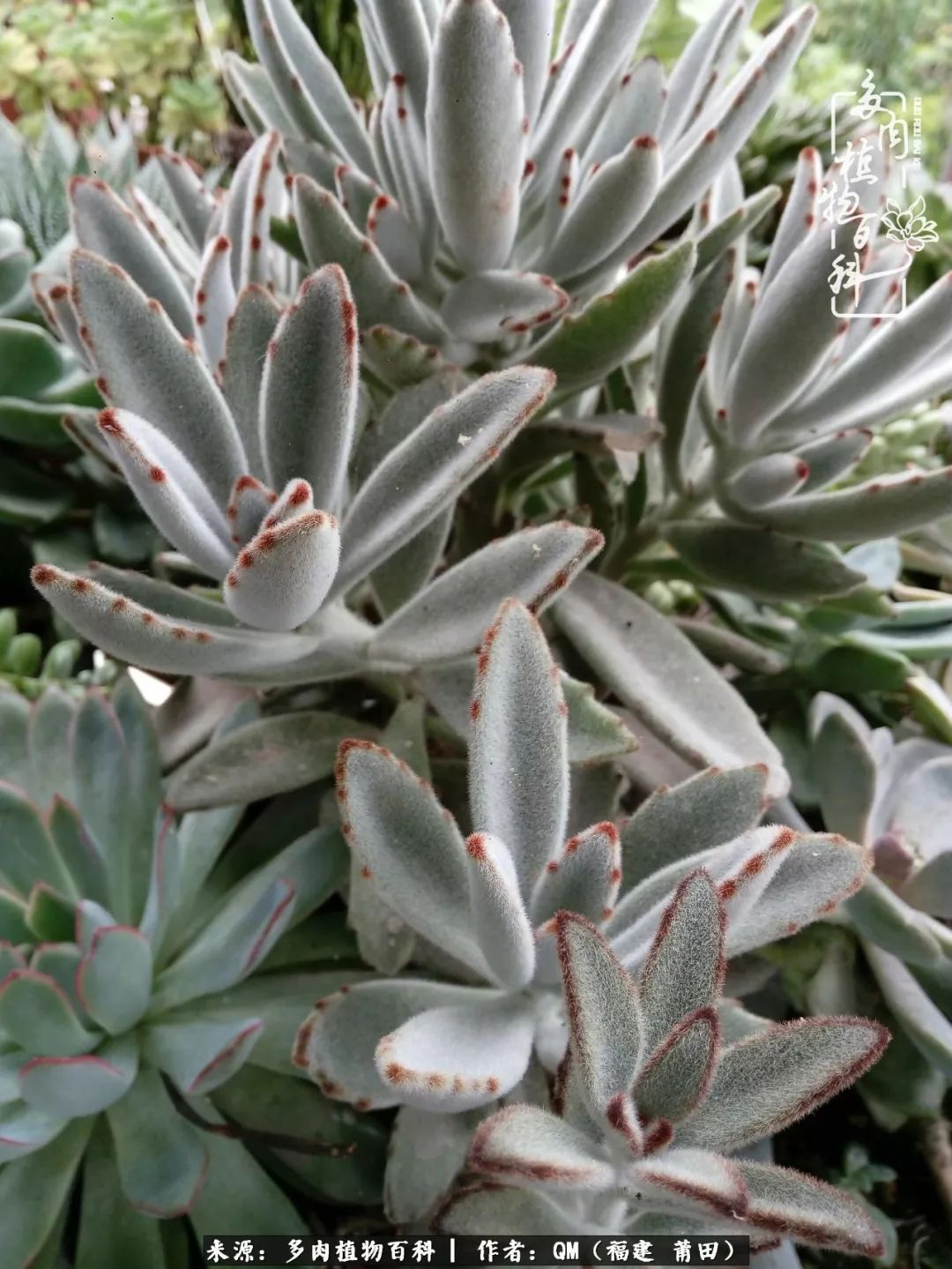 无尽的多肉！陪我走过七年人生之旅