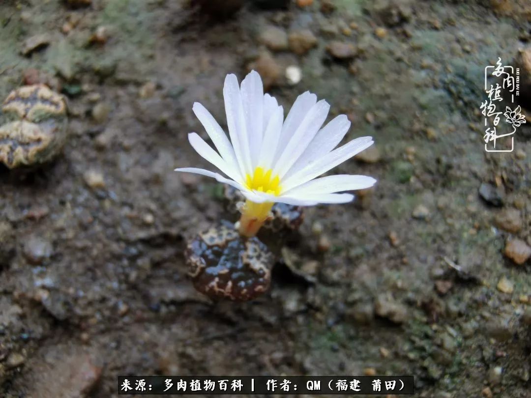 无尽的多肉！陪我走过七年人生之旅