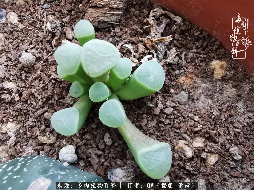 无尽的多肉！陪我走过七年人生之旅