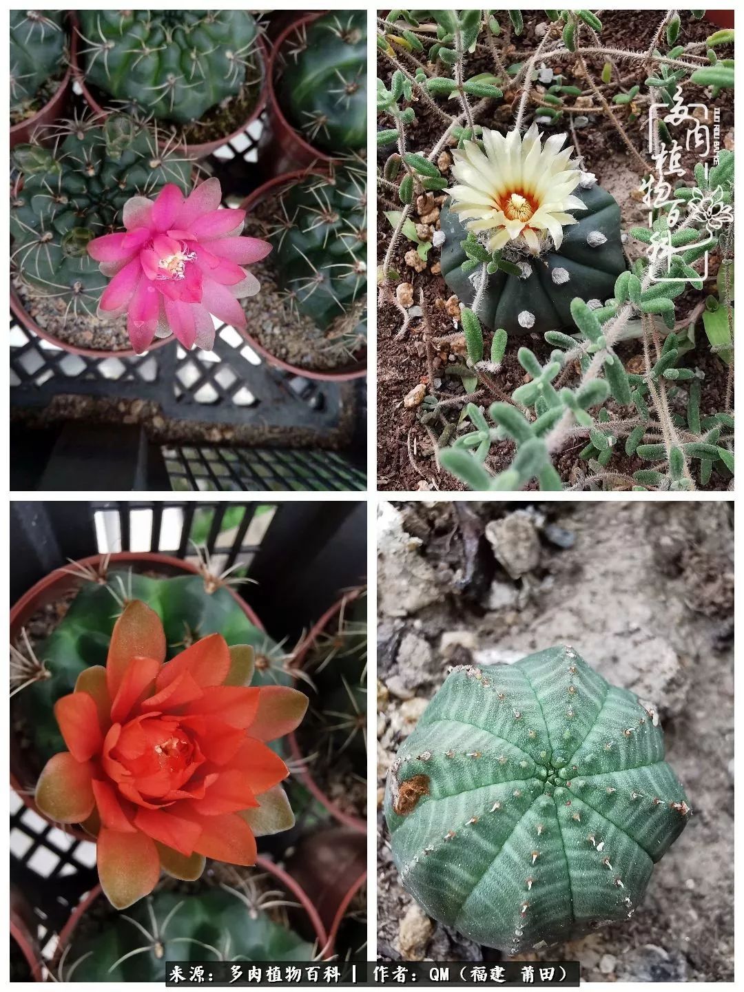 无尽的多肉！陪我走过七年人生之旅