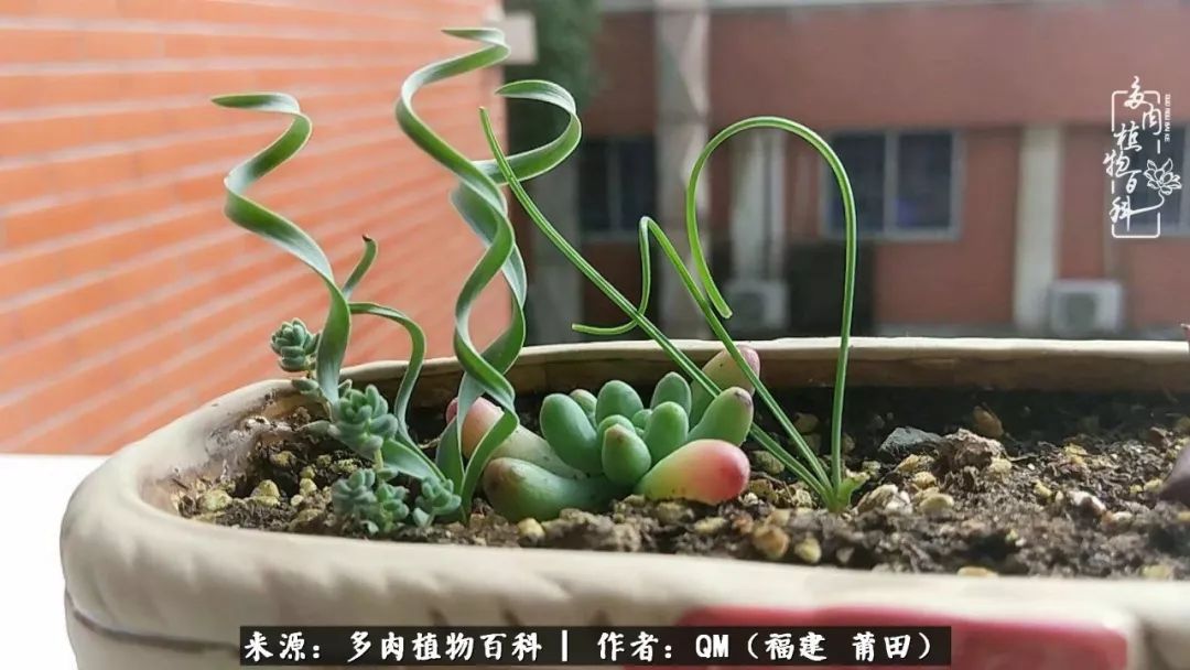 无尽的多肉！陪我走过七年人生之旅